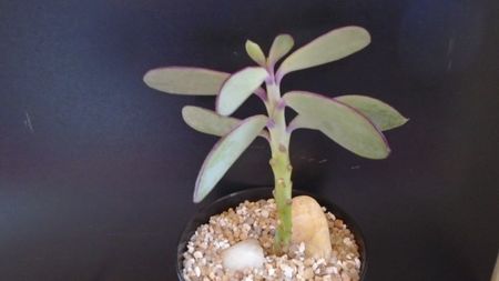 Senecio crassissimus