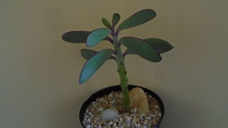 Senecio crassissimus