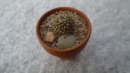 Pediocactus knowltonii pe zapada