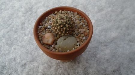 Pediocactus knowltonii pe zapada