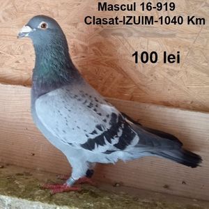 Mascul 16-919-Targu Jiu