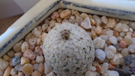 Turbinicarpus valdezianus, MM 96 Tecolotes, Zac., boboci