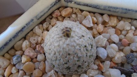 Turbinicarpus valdezianus, MM 96 Tecolotes, Zac., boboci