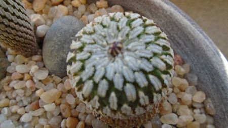 Turbinicarpus pseudopectinatus