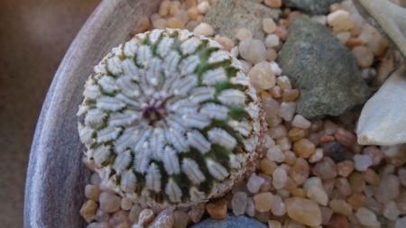 Turbinicarpus pseudopectinatus