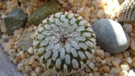 Turbinicarpus pseudopectinatus