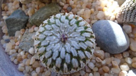 Turbinicarpus pseudopectinatus