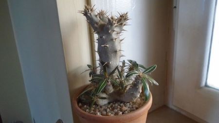 Pachypodium rosulatum ssp. cactipes in repaus