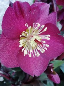 Helleborus Ice n Rose Merlot