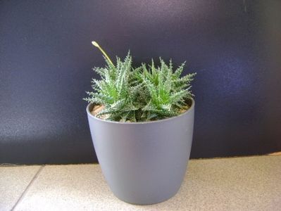 Aloe cv. Pepe (A. descoingsii & A. haworthioides)