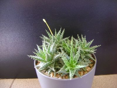 Aloe cv. Pepe (A. descoingsii & A. haworthioides)