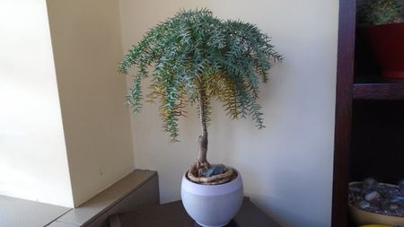 Araucaria cunninghamii v. glauca