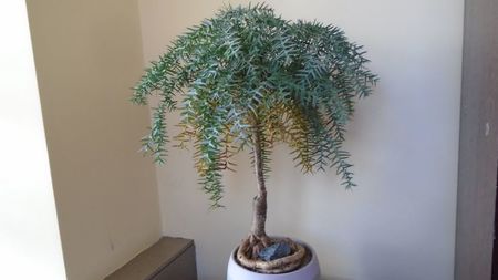Araucaria cunninghamii v. glauca