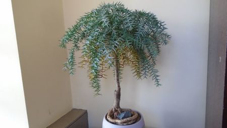 Araucaria cunninghamii v. glauca