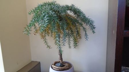 Araucaria cunninghamii v. glauca