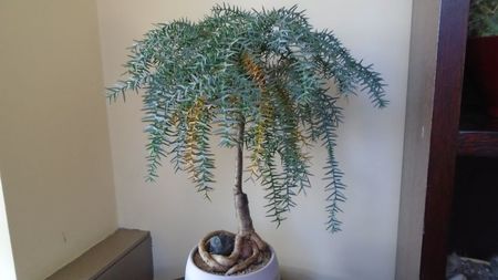 Araucaria cunninghamii v. glauca