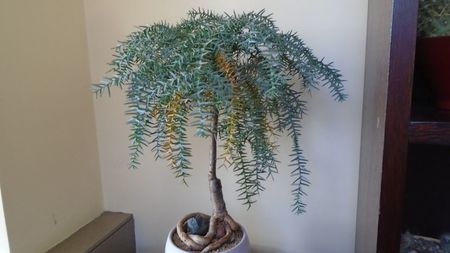 Araucaria cunninghamii v. glauca