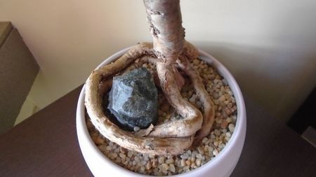 Araucaria cunninghamii v. glauca, detaliu