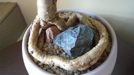 Araucaria cunninghamii v. glauca, detaliu