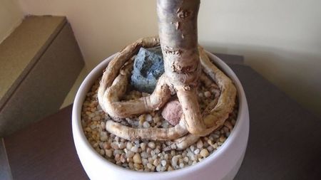 Araucaria cunninghamii v. glauca, detaliu