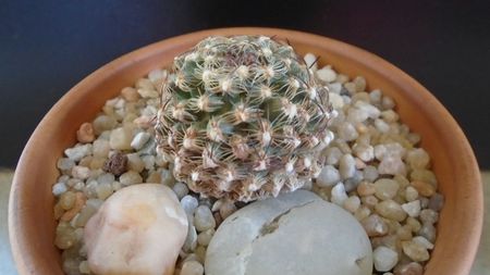 Pediocactus knowltonii, boboci