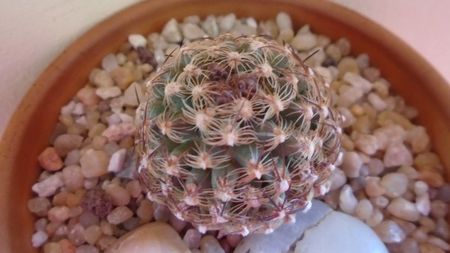 Pediocactus knowltonii