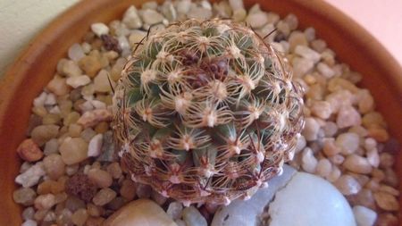 Pediocactus knowltonii