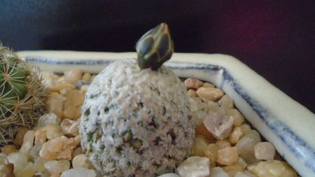 Turbinicarpus valdezianus, MM 96 Tecolotes, Zac.