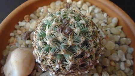 Pediocactus knowltonii