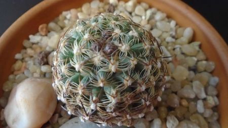 Pediocactus knowltonii