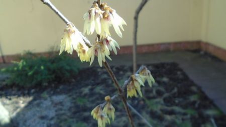 Arbustul zânei (Chimonanthus praecox)