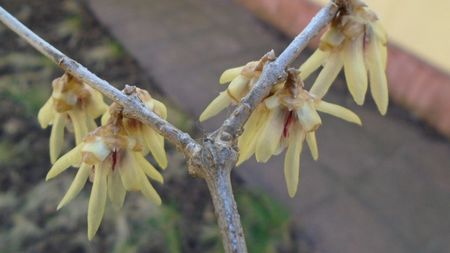 Arbustul zânei (Chimonanthus praecox)