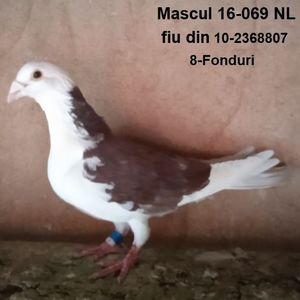 Mascul 16-069-Bucuresti