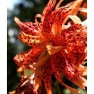 bulbi-crini-lancifolium-flore-pleno-nou-x-150x150