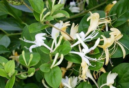 Flori de Caprifoi sau Lonicera; Asa infloreste Lonicera (flori parfumate)
