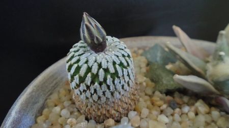 Turbinicarpus pseudopectinatus