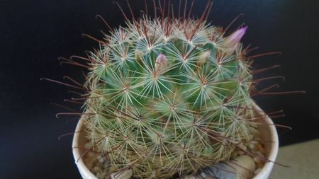 Mammillaria grahamii, boboci