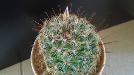 Mammillaria grahamii