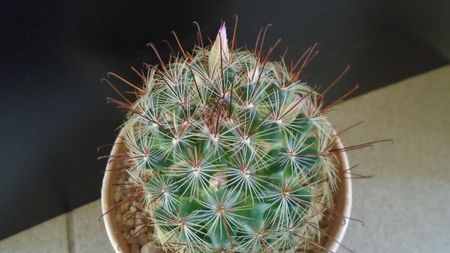 Mammillaria grahamii