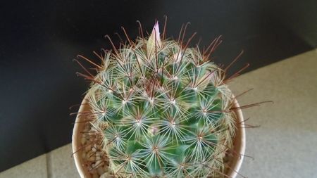 Mammillaria grahamii