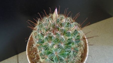 Mammillaria grahamii