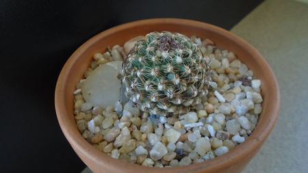 Pediocactus knowltonii, boboci