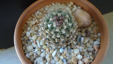 Pediocactus knowltonii