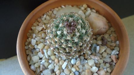 Pediocactus knowltonii