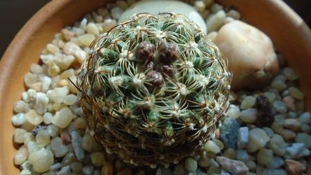 Pediocactus knowltonii