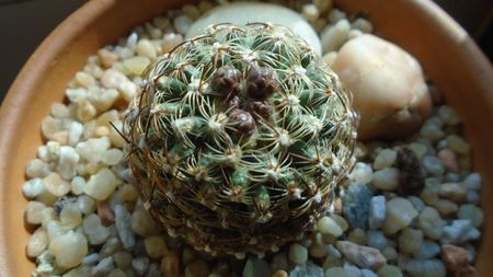 Pediocactus knowltonii