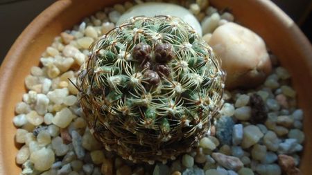 Pediocactus knowltonii