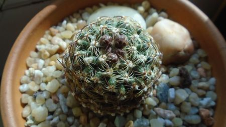 Pediocactus knowltonii