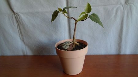 Ficus religiosa