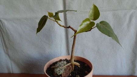 Ficus religiosa
